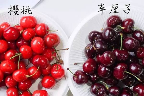 拉車厘子想走綠通？交通部：不能免費！
